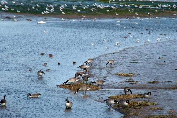 LPAI/HPAI sources Natural cycle within wild water fowl