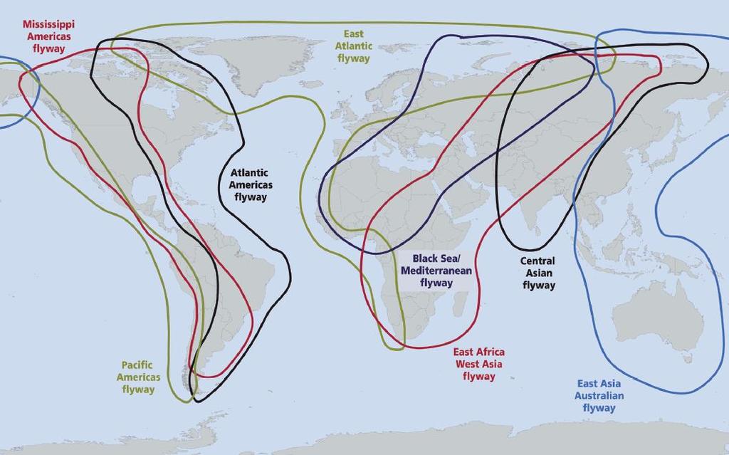 Major flyways for migratory wildfowl along with main sources of winter migration (shown in red) Migrations allow