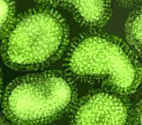 Orthromyxovirus virus family Influenza A Influenza B Influenza C Infects birds and mammals Responsible for all flu pandemics