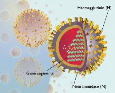 Subtype defined by their H (haemagglutinin) and N (neuraminidase) For example: Influenza H5N1 Influenza H7N7 Influenza A H and N are proteins on the surface of the virus H important in gaining entry