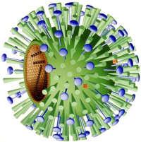 Influenza Update in a Pandemic Year Nothing to disclose.