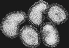 Influenza viruses are single stranded, enveloped RNA viruses Divided into types A, B, ( C ) Influenza A viruses infect humans, pigs, horses, sea