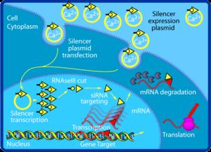 Methods Silencing RNA was used to decrease the expression of the gene for gustducin in NCI-H716 cells These cells were cultured