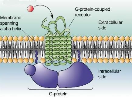 Introduction: Background and definitions Gustducin: A g protein which is involved in the transduction of the sweet taste. It is activated by a g-protein coupled receptor.