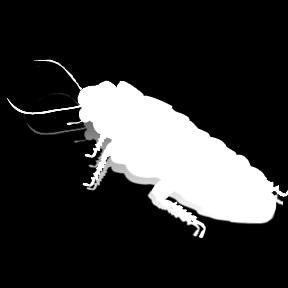 New Treatment for Infection? 9 antibiotic molecules in cockroach brain!