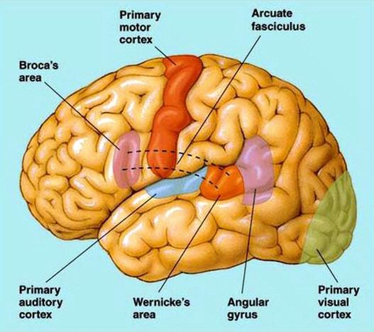 Functional Hierarchy of the Brain Neocortex Limbic Diencephalon Brainstem Abstract Thought Concrete Thought Affiliation Attachment Sexual Behavior Emotional Reactivity Motor Regulation Arousal