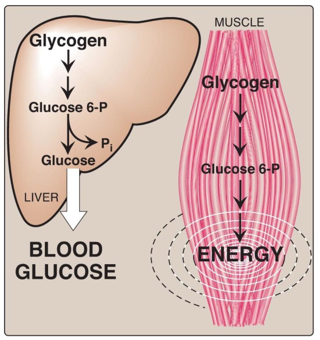 Location and Function of Glycogen Liver Skeletal Muscle 100 g in liver (~ 10% of well-fed liver) Function: a source for blood glucose (especially during early stages of fasting) 400 g in muscles