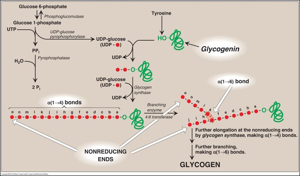 Synthesis of Glycogen 1 Synthesis of Glycogen 2 3 4 5 6