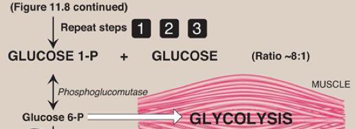 When glycogen phosphorylase reaches 4 residues before the branch, it will stop cleaving.