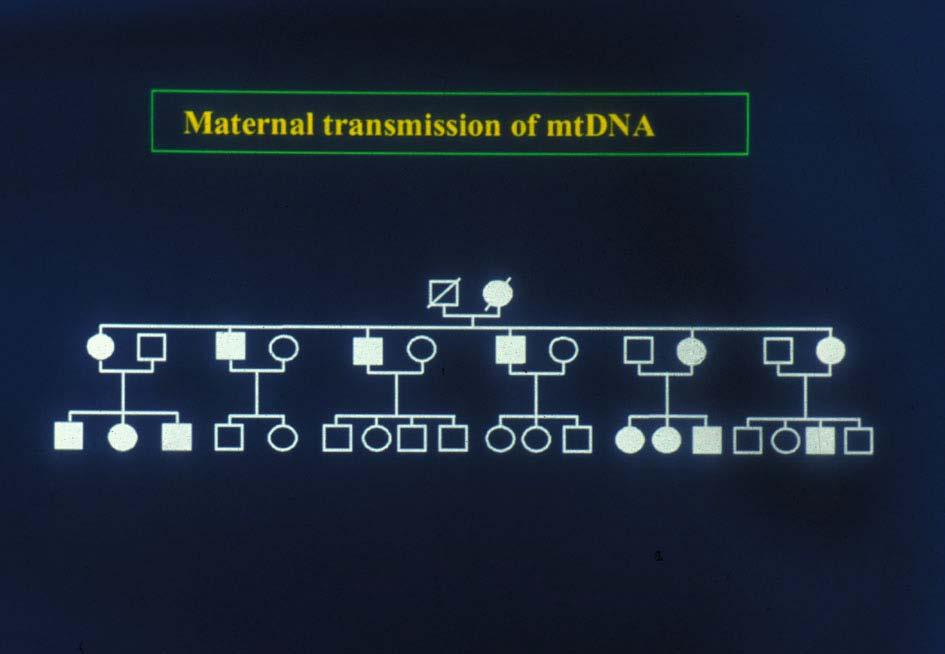 Mitochondrial mode of inheritance Maternally transmitted, girls and boys can be affected, only girls pass it through on to their
