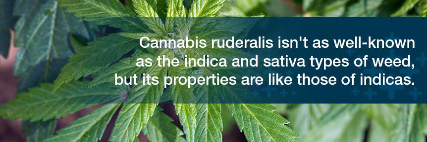 Ruderalis Cannabis ruderalis isn't as well-known as the indica and sativa types of weed, but its properties are like those of indicas. Ruderalis is often grown in the world's northern countries.