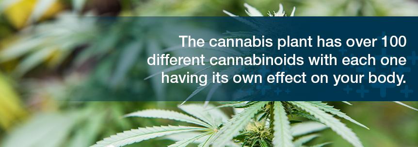 Medical Marijuana Components and Effects Overview The cannabis plant has over 00 different cannabinoids with each one having its own effect on your body.