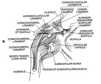 Middle, Inferior Glenohumeral Acromioclavicular Conoid