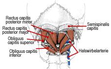 Cervical Spine Motor Control Suboccipitals Conley et al.
