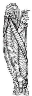 All anterior arm muscles at the elbow perform 5.