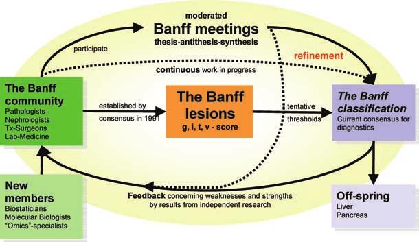SWOT Analysis of Banff have a fixed relationship to the immunologic mechanisms of TCMR.