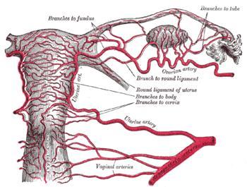 addresses bleeding and submucosal fibroids can be removed at same time Uterine Artery Embolization Uterine artery embolization (UAE) is a procedure where an