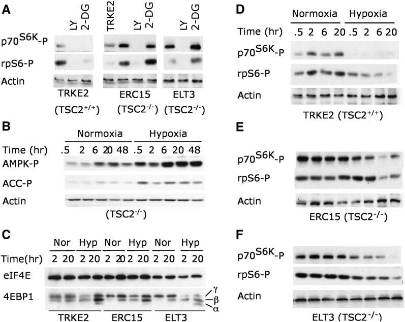 Molecular Cell 526 Figure 4. TSC2 Modulates Hypoxic mtor Inhibition (A) TSC2 null mutation abolishes 2-DG-induced mtor inhibition.