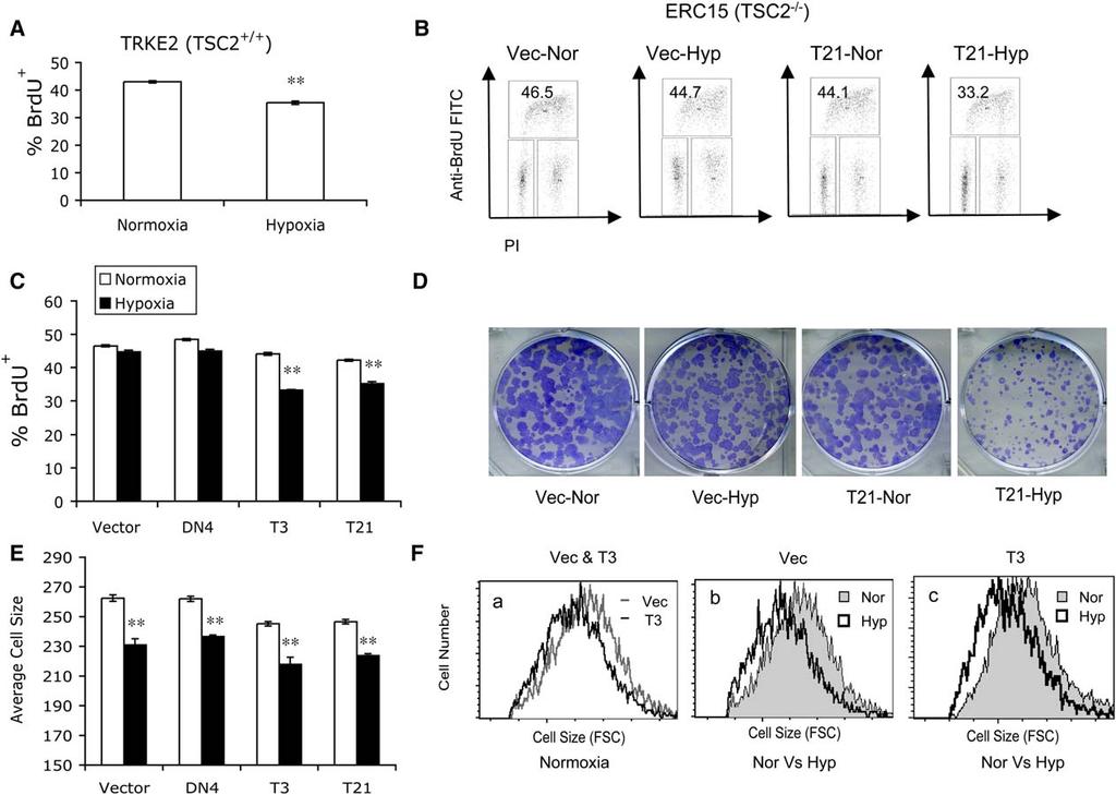 Molecular Cell 528 Figure 6. TSC2 Mutation Enhances Cell Proliferation under Low O 2 by Abolishing Hypoxia-Induced Cell Cycle Arrest (A C) Serum replete TRKE2 and ERC15 cells were exposed to 21% or 0.