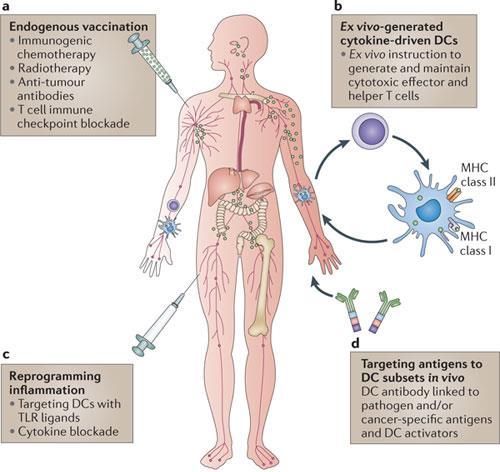 Dendritic Cell Vaccinations: Orchestrating Immune