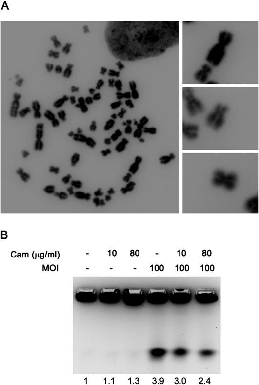 Fig. S3. Chromosome spreads from uninfected cells do not show chromatid breaks; inhibition of protein synthesis abrogates DSB induction.
