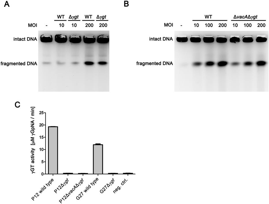 Fig. S5. The putative H. pylori virulence factor γ-glutamyl transpeptidase (γgt) is not required for H. pylori-induced DSBs. (A) AGS cells were infected with wild-type H.