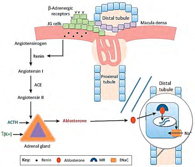 Primary Aldosteronism Inappropriate aldosterone Reflex plasma renin activity HTN