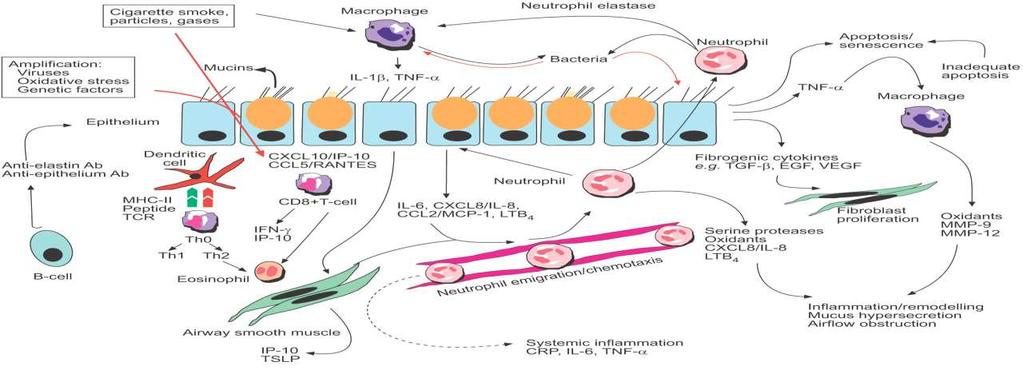 Mechanism Schema 2 Multifaceted mechanisms in COPD