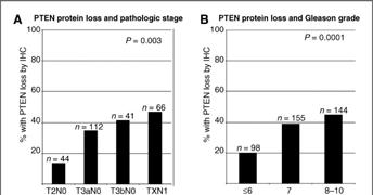 PTEN Loss, An Important Early Event PTEN is a tumor suppressor Normally halts the PI3K/AKT pathway PI3K pathway members are altered in up to 40% of all primary prostate cancer and 100% of metastasis