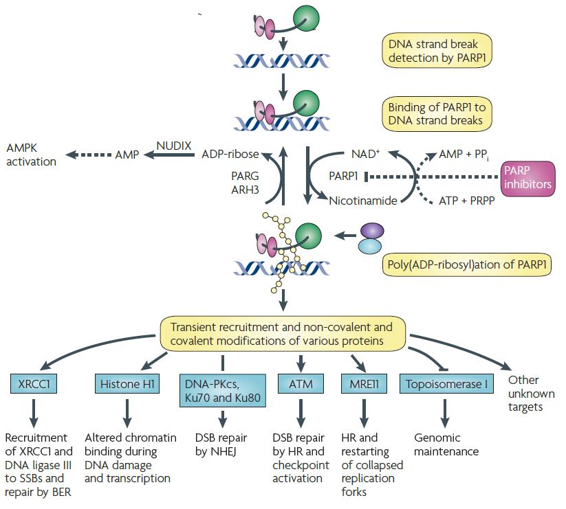 The PARP proteins are part of the DNA repair complexes Rouleau M, Patel A, Hendzel MJ, Kaufmann SH, Poirier GG.