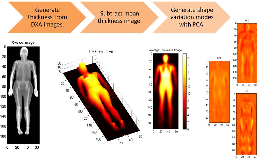 RESULTS: Figure 1 shows the process of generating the modes of body shape variation (with the first, second, and sixth displayed) for all images (N=25) used in this study.