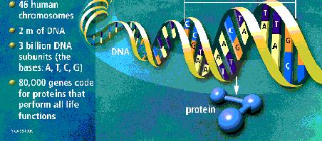 building a human being DNA DNA A A gene is a length of DNA that encodes information Genomic DNA consists of two antiparallel and reverse