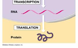 Gene Expression Several steps occur in the gene expression process including the transcription, RNA splicing, translation, and post-translational translational modification of protein The process of