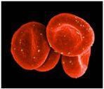 (Erythrocytes) -Non nucleus cells - responsible for - Contain which gives blood its red color -