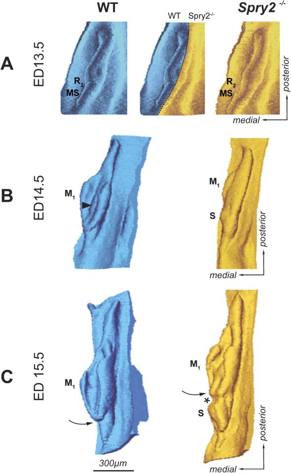 296 R. PETERKOVA ET AL. Fig. 3. Three-dimensional reconstructions of the dental epithelium.