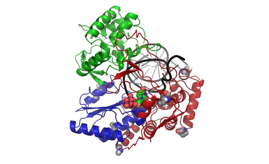 Structural Location of NS5B Substitutions Observed in >2