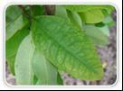 *Erythroxylon coca extract Erythroxylon coca leaves come from a variety of small bush plants mainly in Peru, which is used to make coca tea.