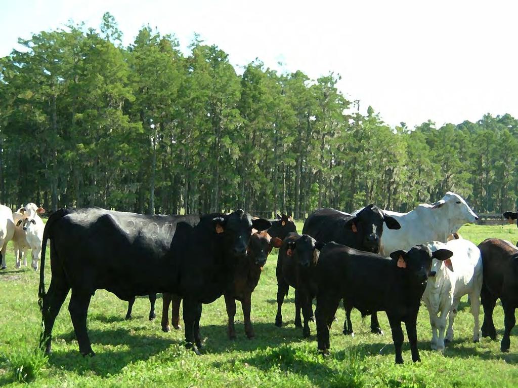 Interaction of Nutrition and Health in Cows Dr.