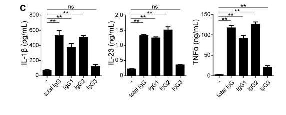 IgG1 and IgG2 antibodies to bacteria increase production of Th17 promoting