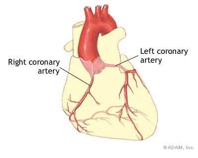 Coronary arteries The Gold