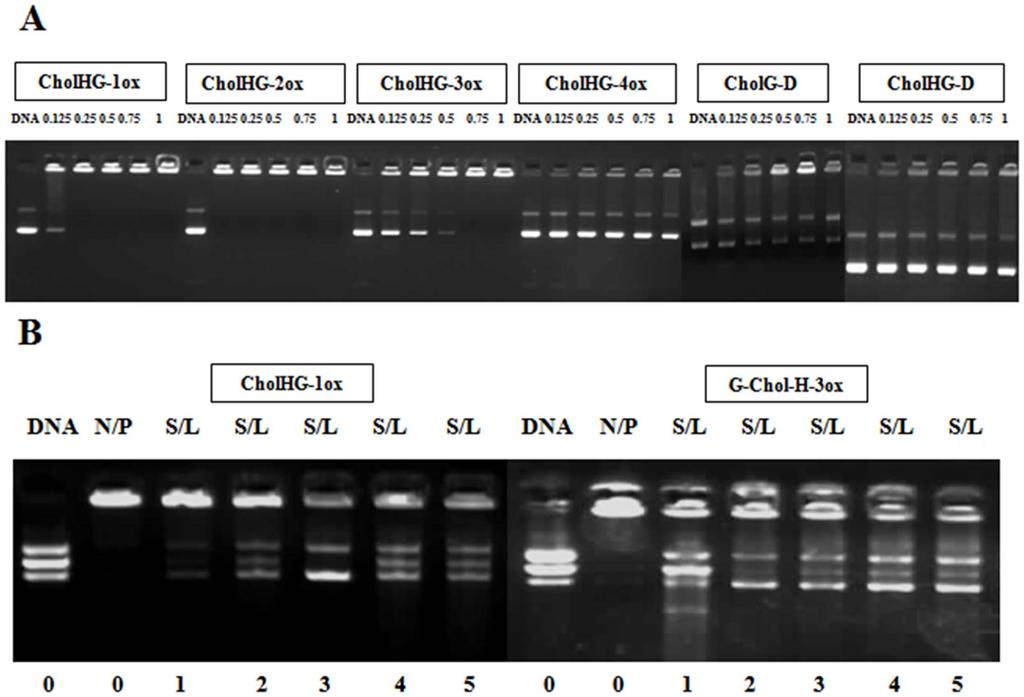Figure 6. Gel electrophoresis to find out DNA binding and release efficiency. Electrophoretic gel patterns for the lipoplex-associated pegfp-c3 plasmid DNA.