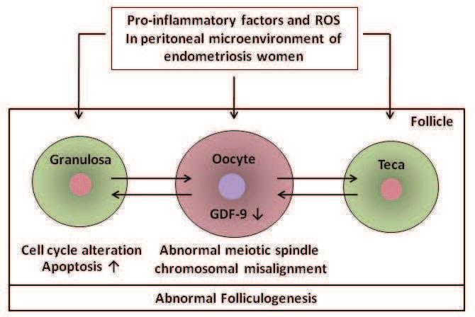 Pathomechanism of Infertility in Endometriosis 347 abnormal development.