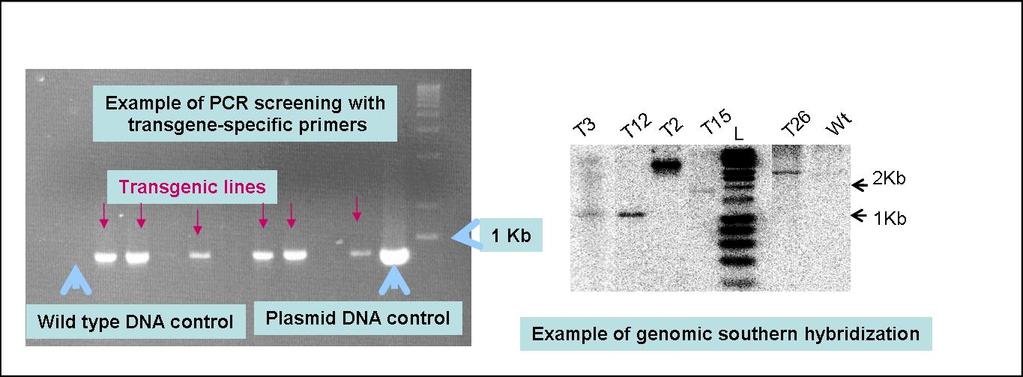 PCR and of genomic Southern to