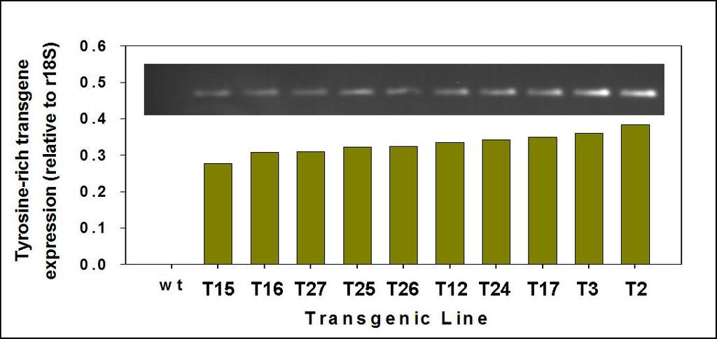 Detection of transcriptional expression of