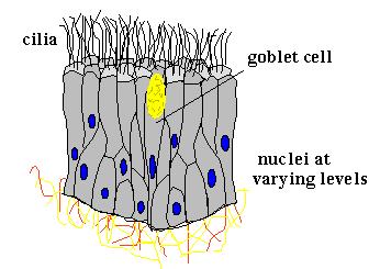 Epithelia Psuedostratified Looks multilayered, some does not reach free surface and all touch the basement