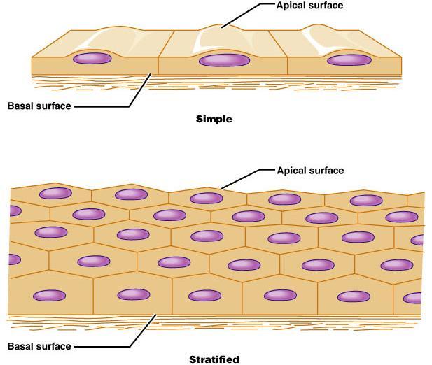 Classification of Epithelia Simple Single layer Normally where water absorption