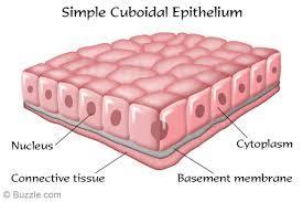 Simple epithelium Simple cuboidal epithelium-