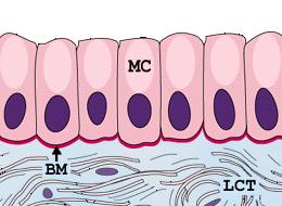 Mucosae (mucous membranes)- epithelial membrane that line body cavities