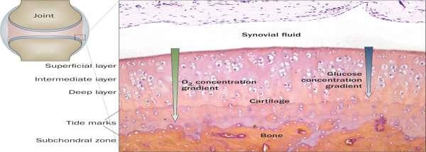 Since the cartilage is avascular, how does it get its nutrients and eliminate the waste products? By diffusion from nearby structures (perichondrium). What are the functions of the cartilage?
