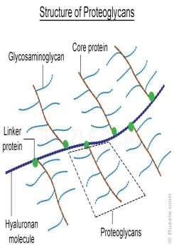 -Ground Substance that is composed of: 1. Proteoglycans: 2. GAGs (Repeating units of disaccharides): 3. Glycoproteins: -The proteoglycan of the cartilage is called Aggrecan.